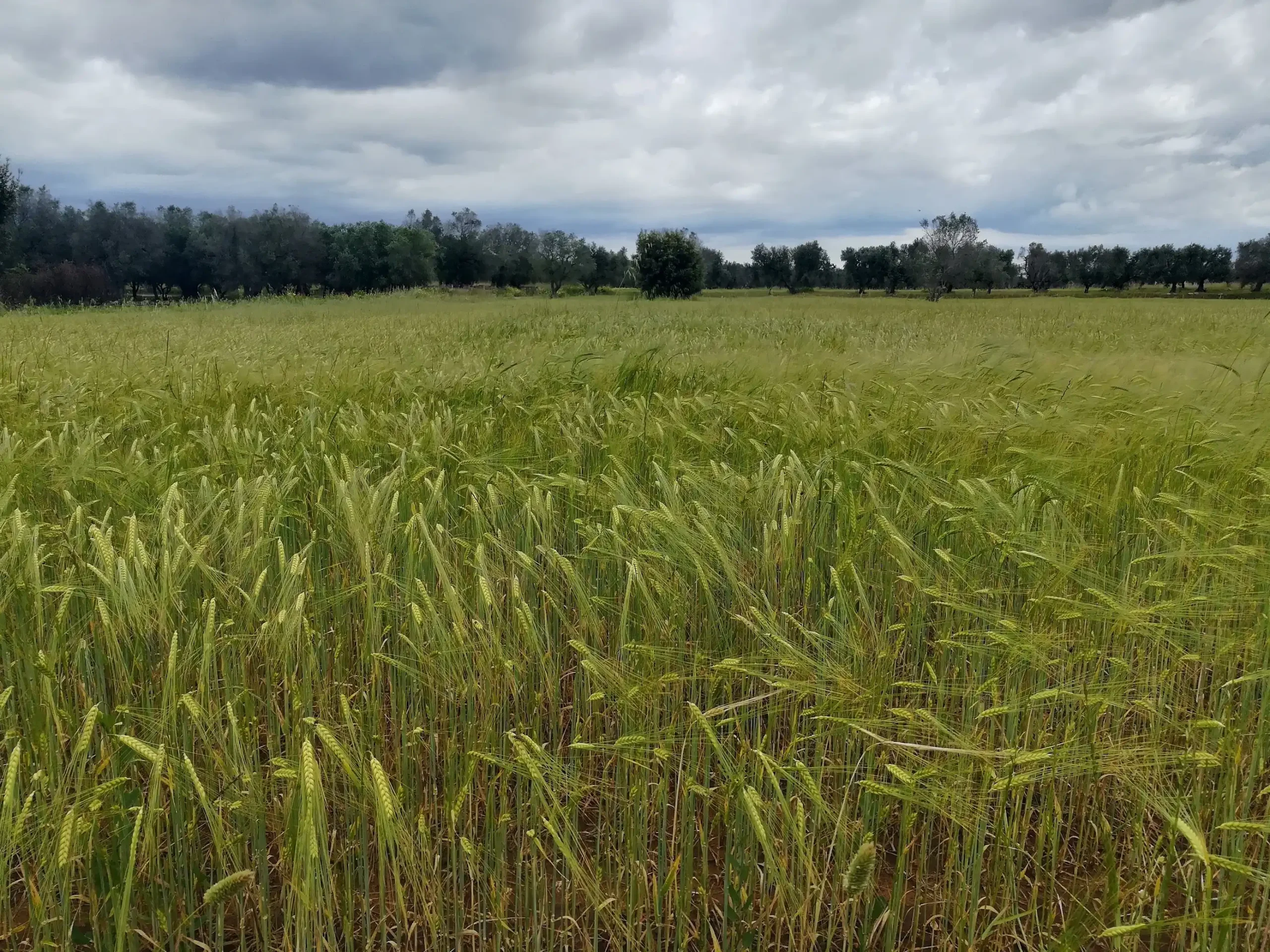 Ancient Grains & Bakery