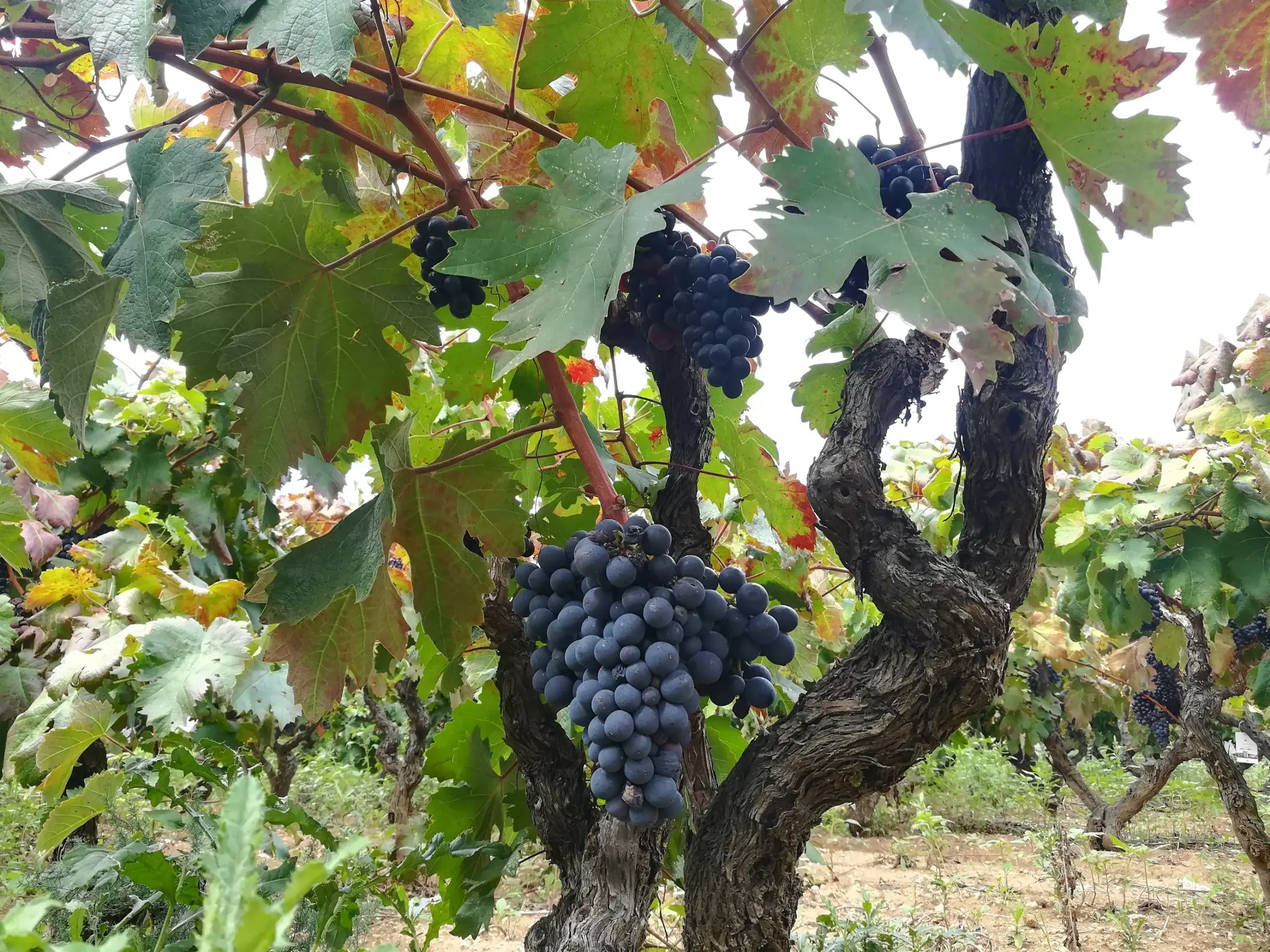 Native Grape Varieties